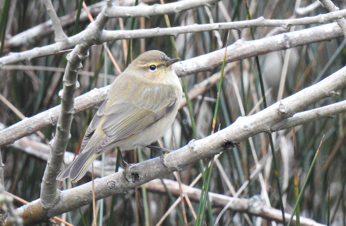 gransanger - ML646654625