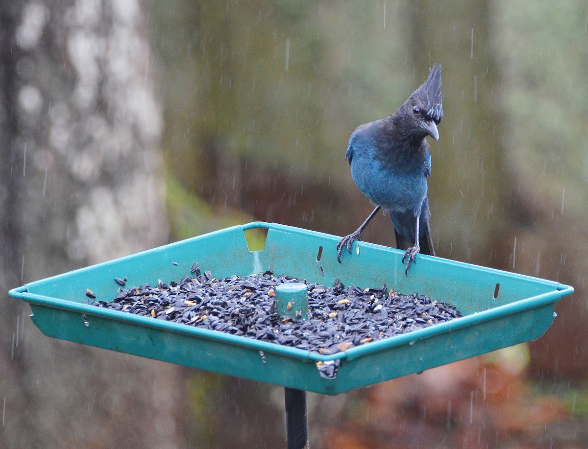 sojka Stellerova - ML646654629