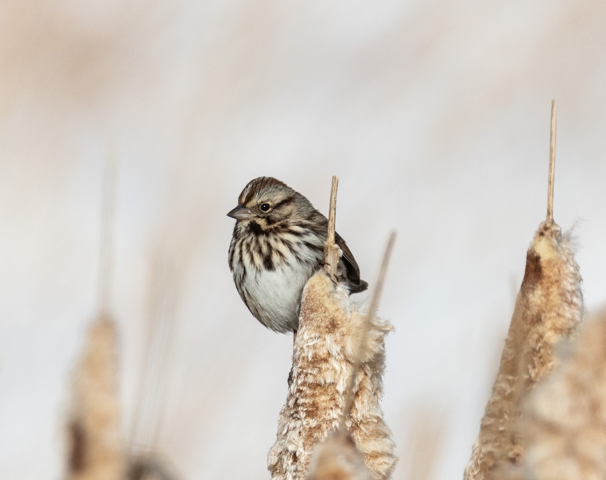 Song Sparrow - ML646654630