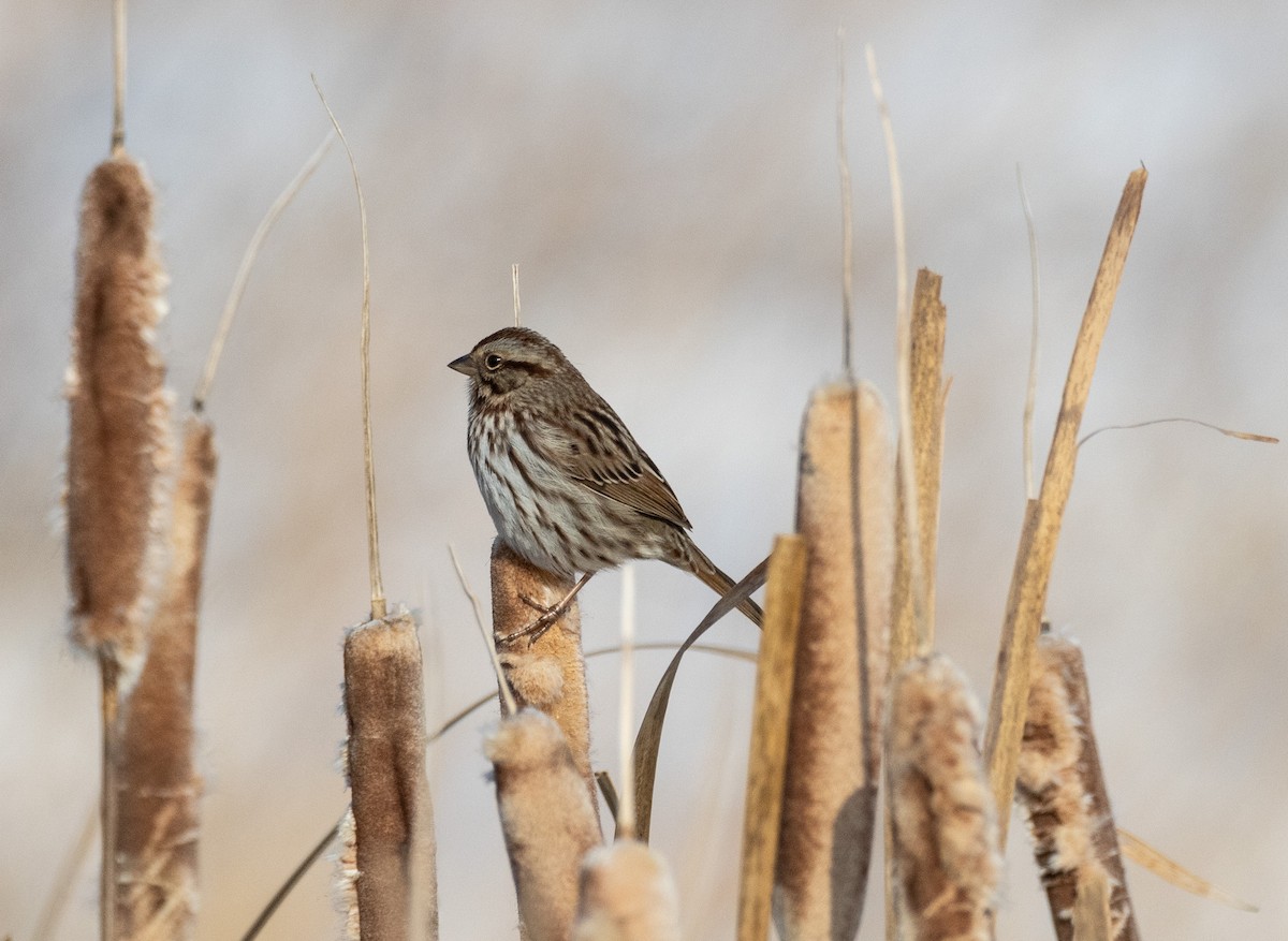 Song Sparrow - ML646654631