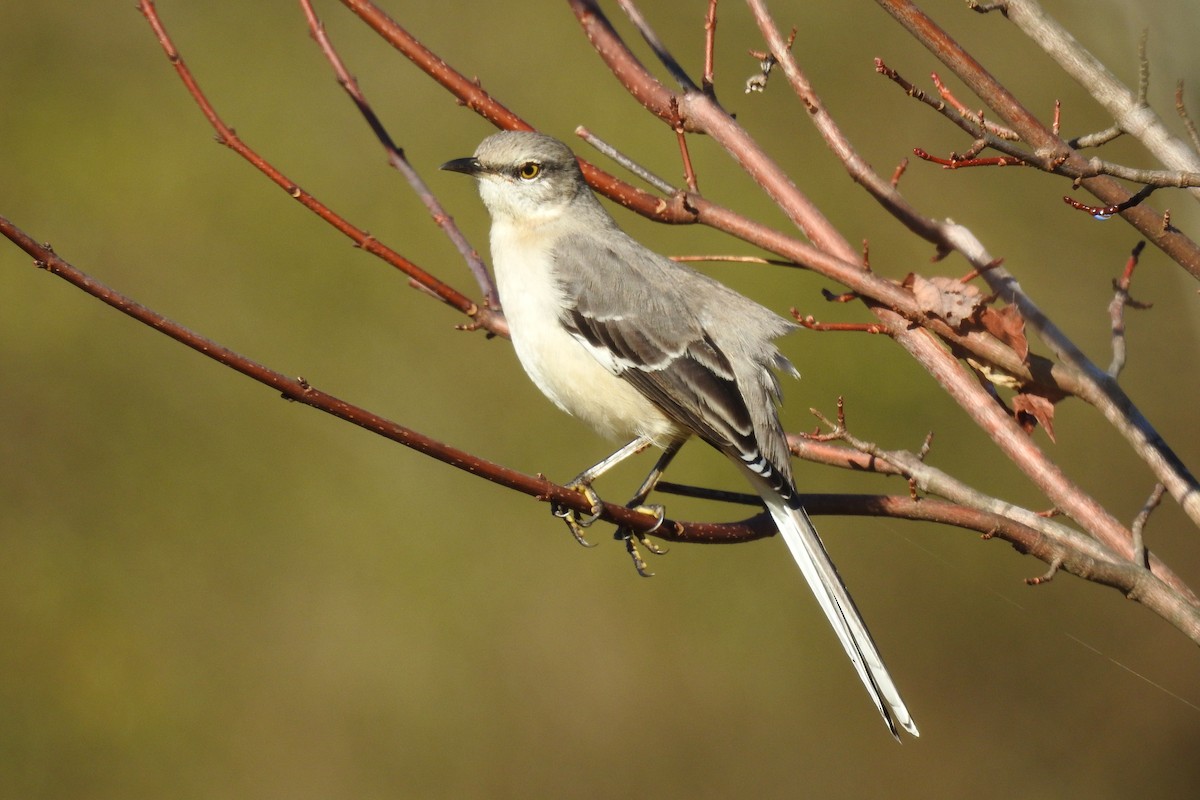 Northern Mockingbird - ML646654632