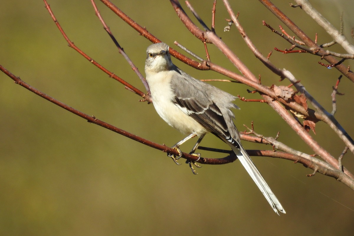 Northern Mockingbird - ML646654633