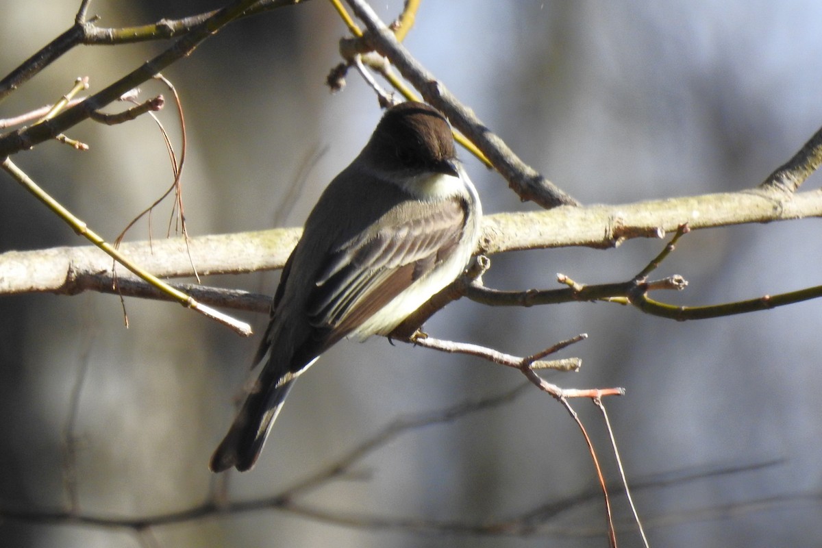 Eastern Phoebe - ML646654637