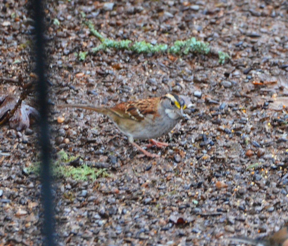 strnadec bělohrdlý - ML646654641