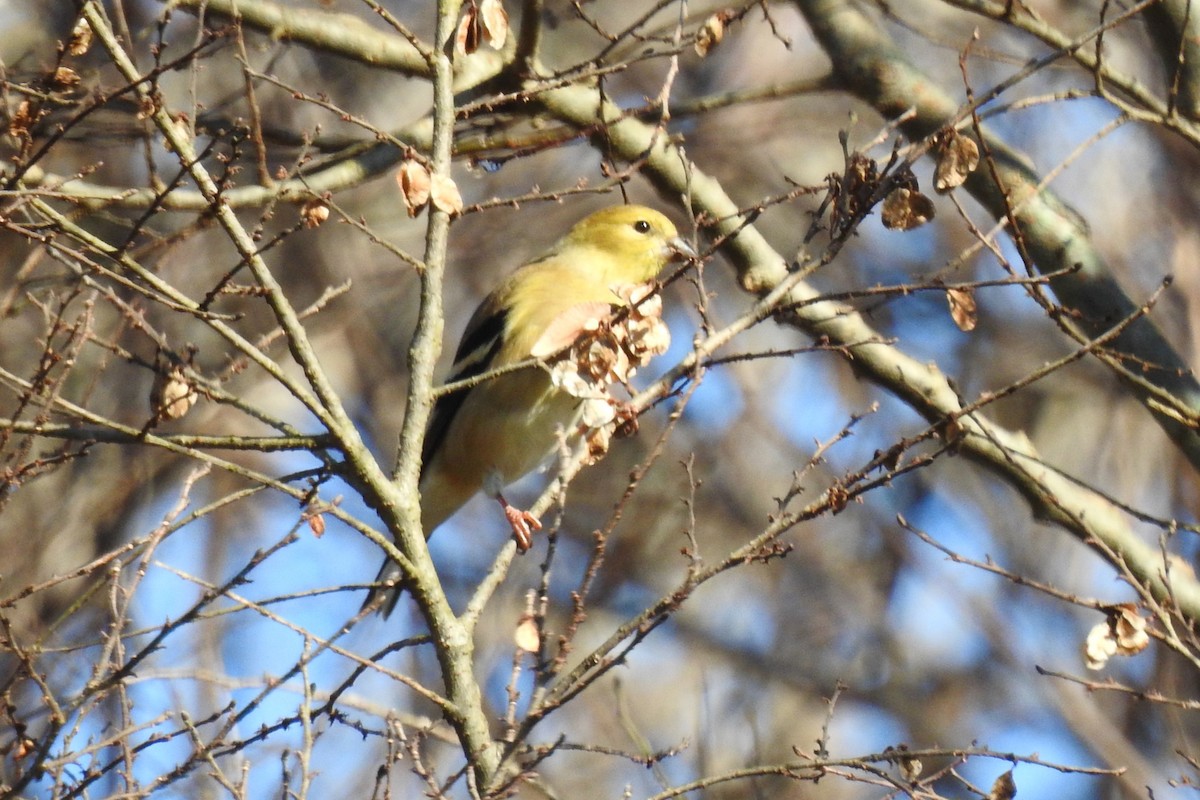 American Goldfinch - ML646654646