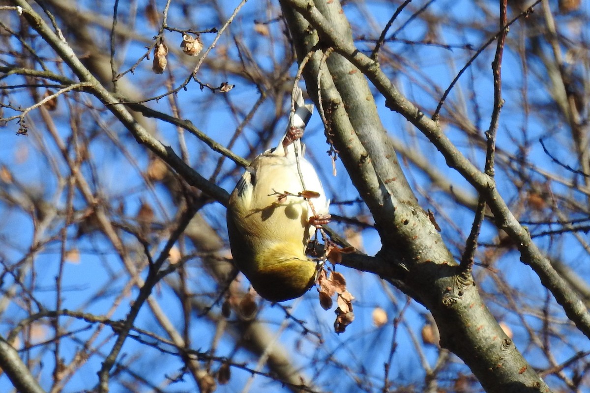 American Goldfinch - ML646654647