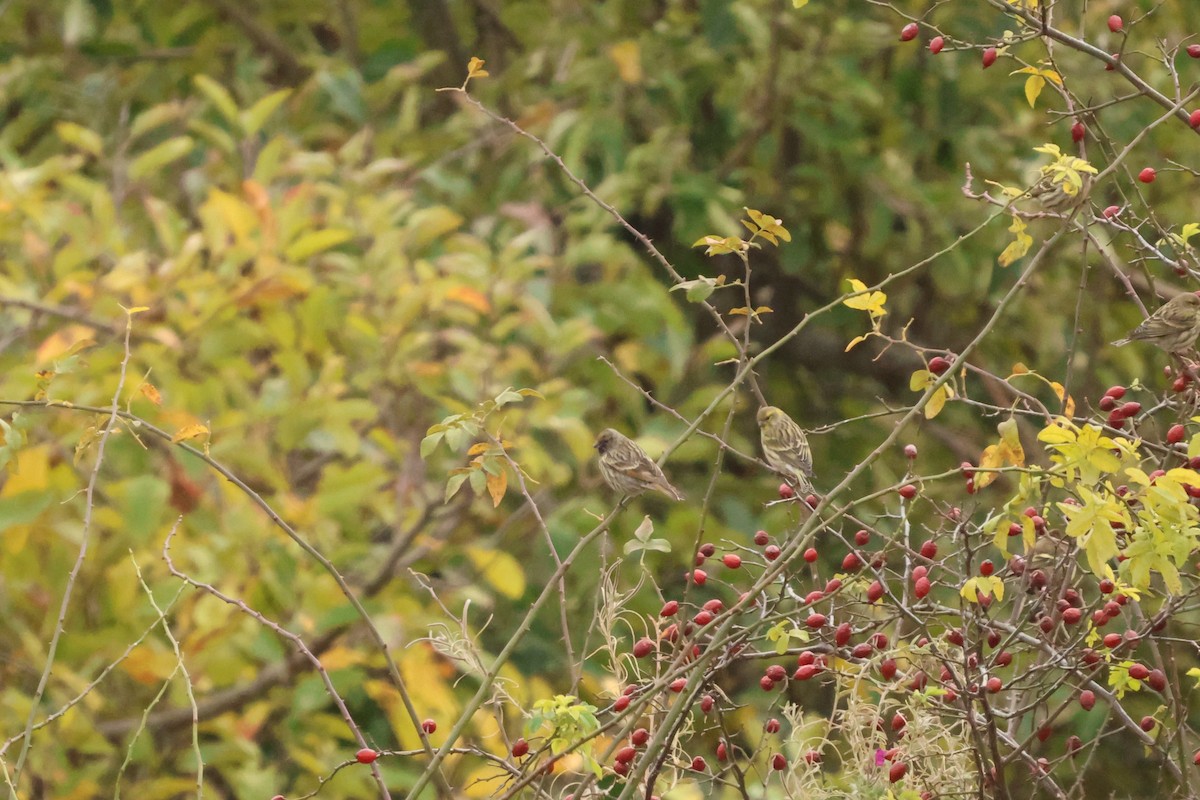 Fire-fronted Serin - ML646654648