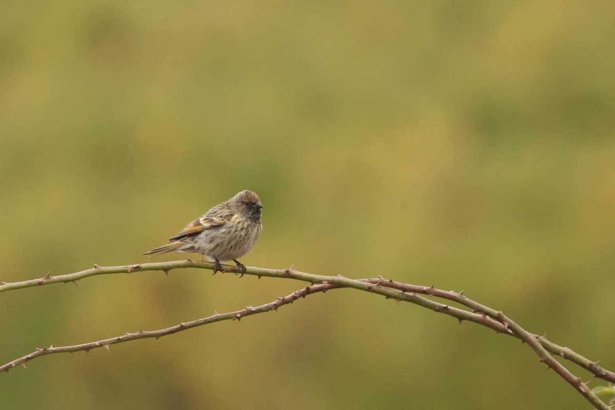 Fire-fronted Serin - ML646654649