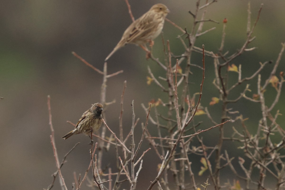 Fire-fronted Serin - ML646654650