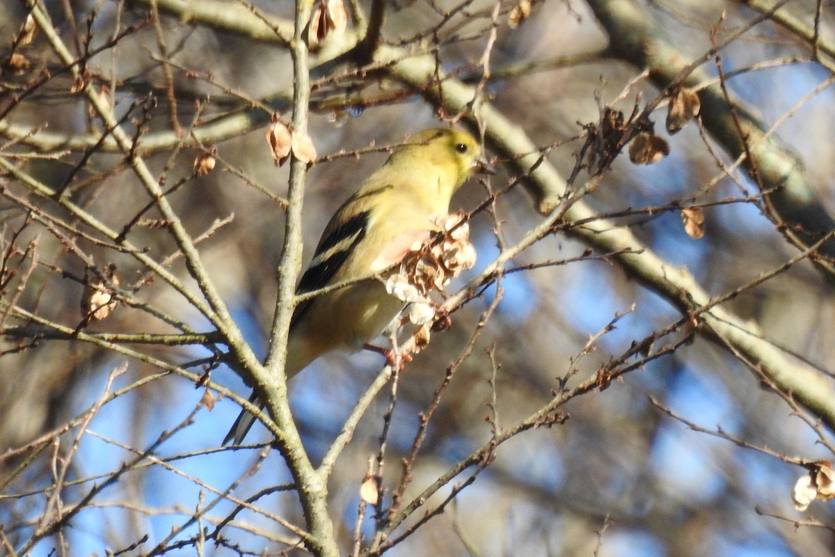 American Goldfinch - ML646654652