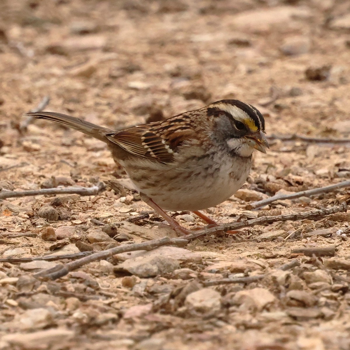 hvitstrupespurv - ML646654654