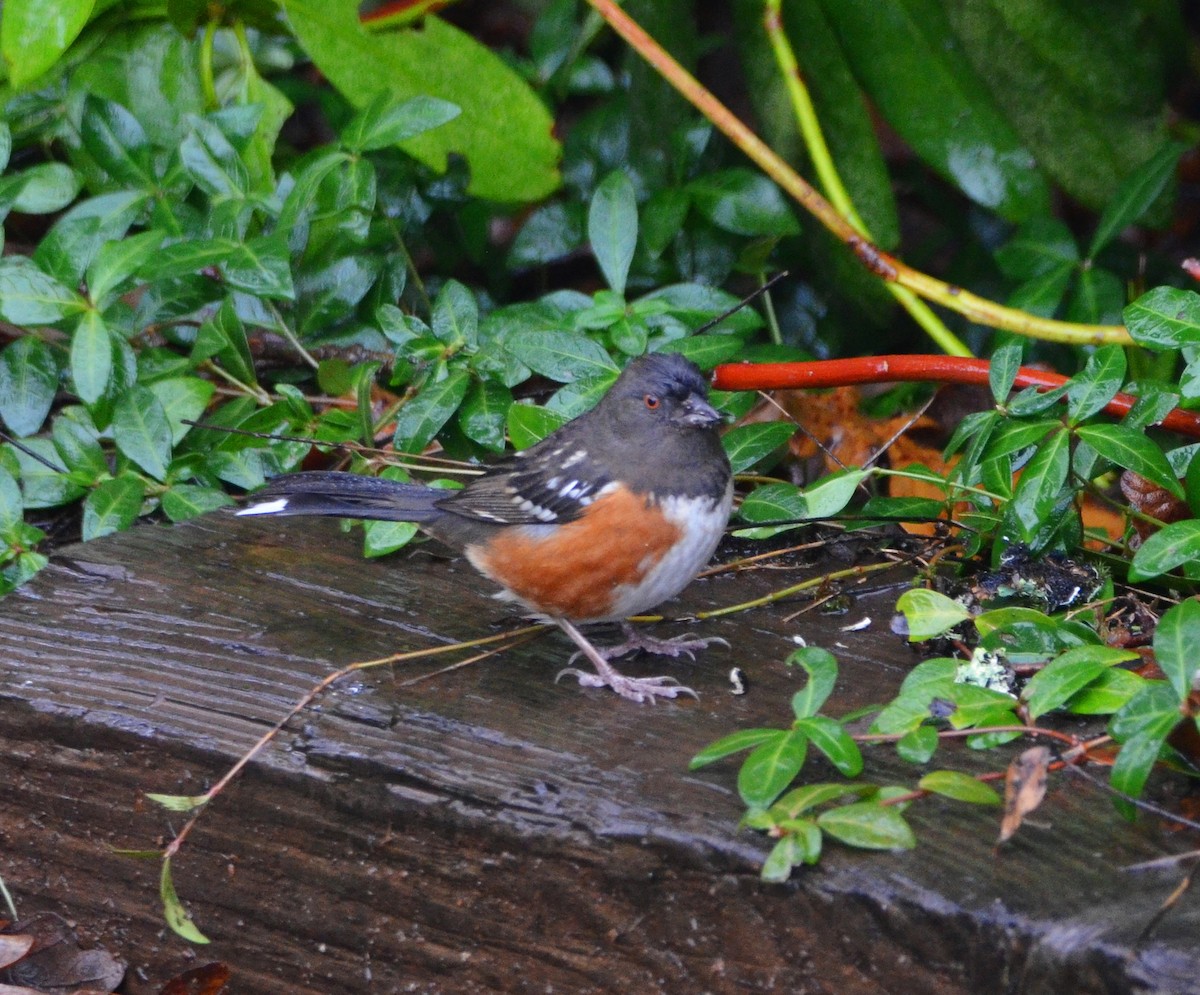 Spotted Towhee (oregonus Group) - ML646654658