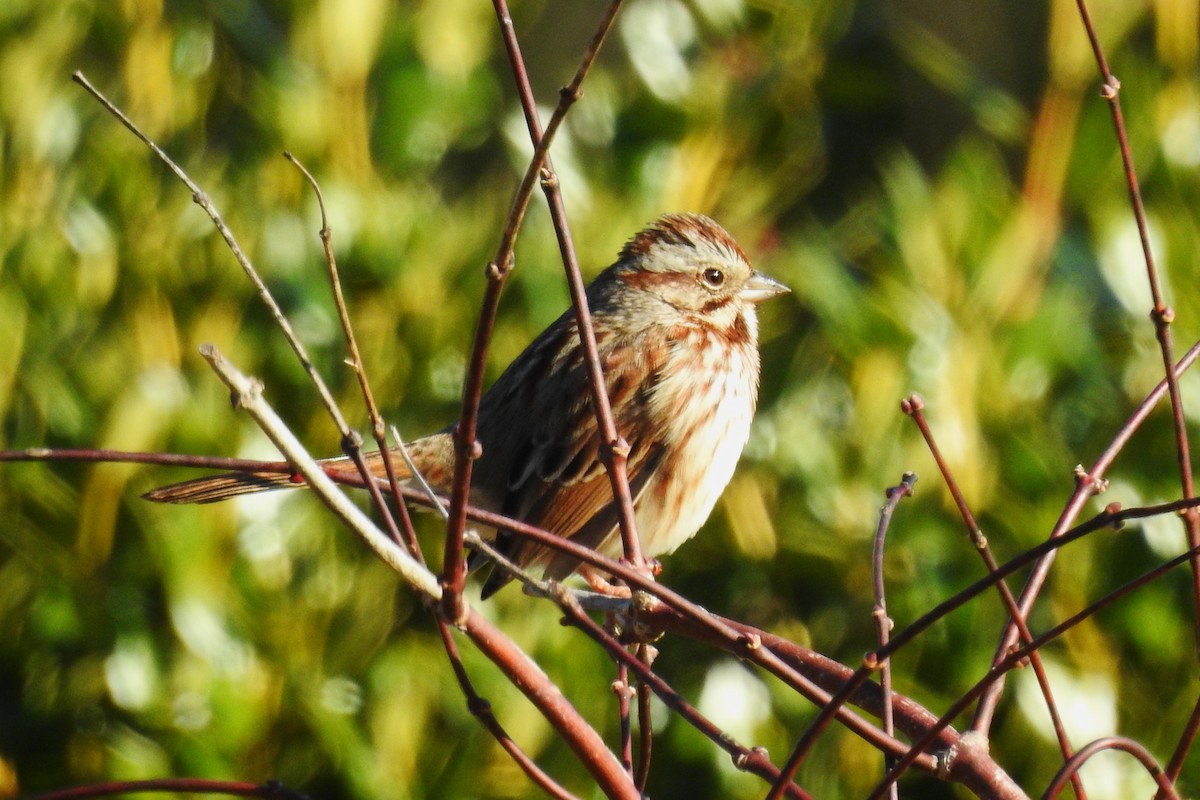 Song Sparrow - ML646654659