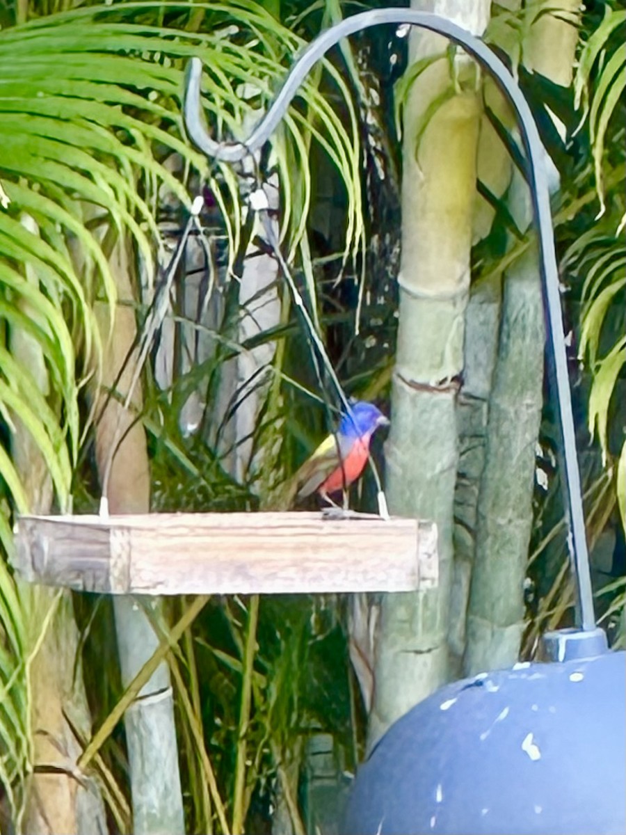 Painted Bunting - ML646654660
