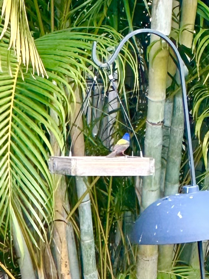 Painted Bunting - ML646654661