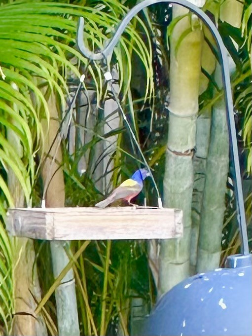 Painted Bunting - ML646654662