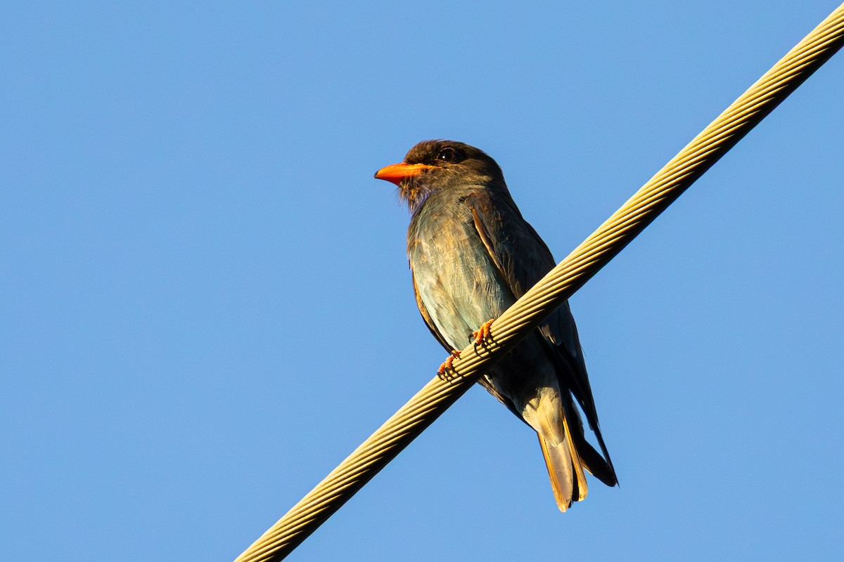 Dollarbird - ML646654663