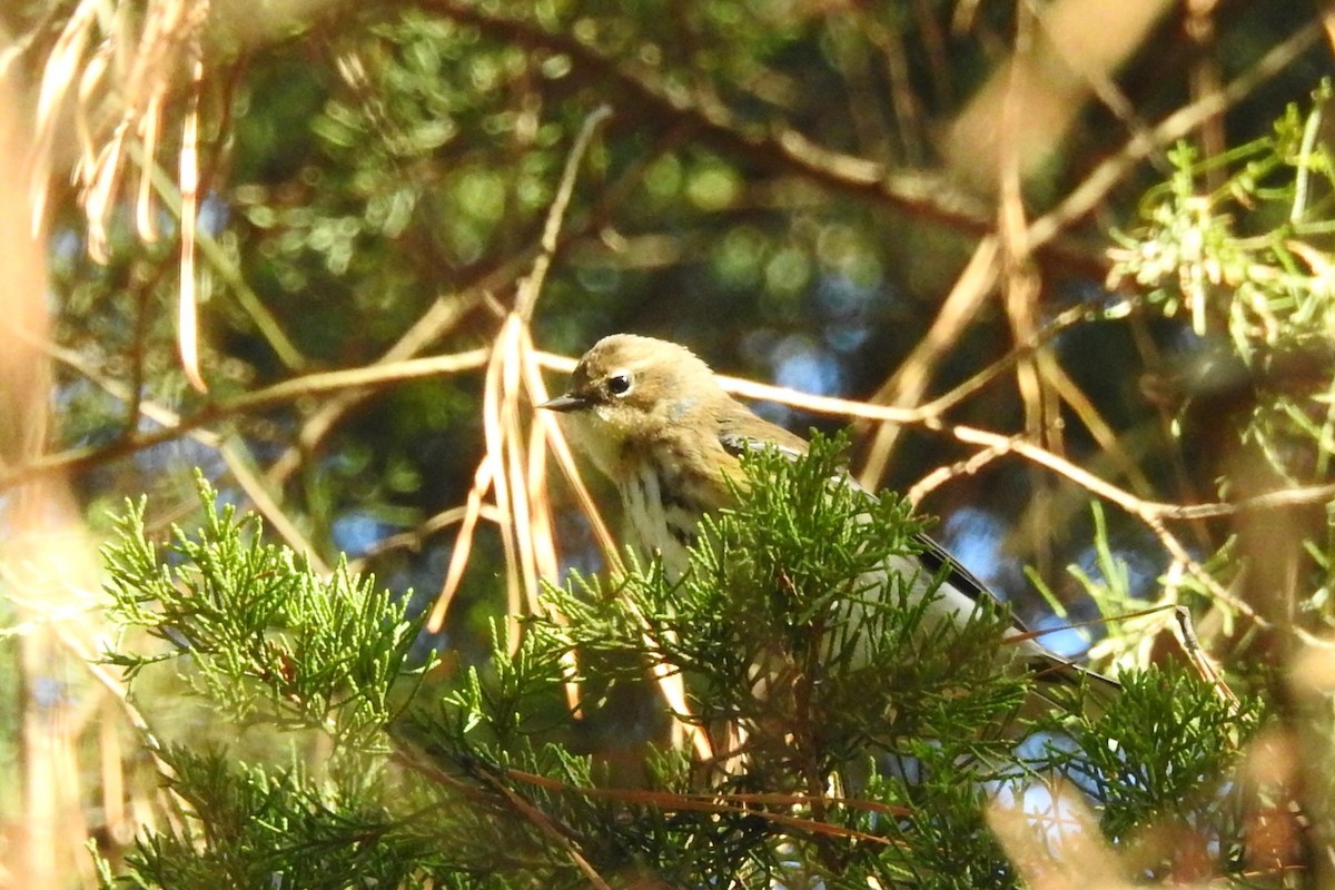 Yellow-rumped Warbler - ML646654664