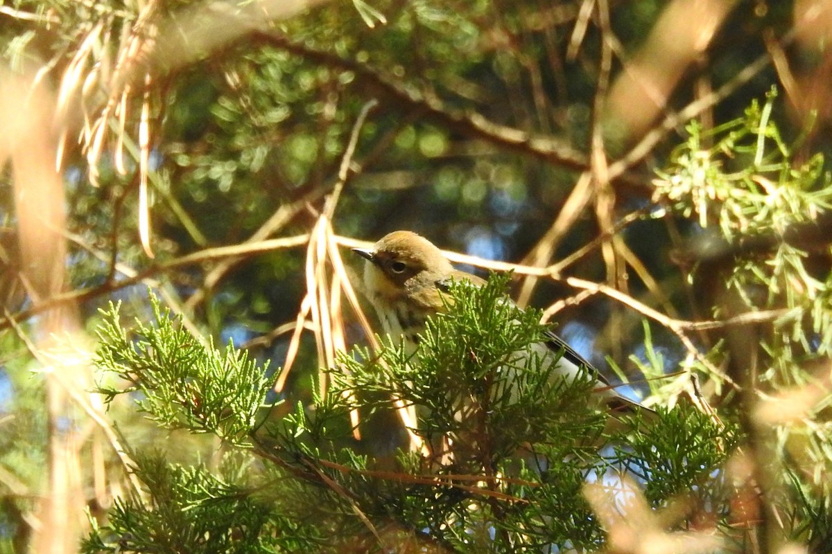 Yellow-rumped Warbler - ML646654665