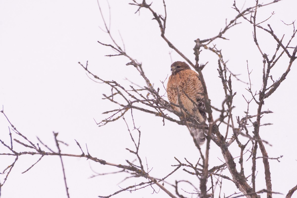 カタアカノスリ - ML646654666