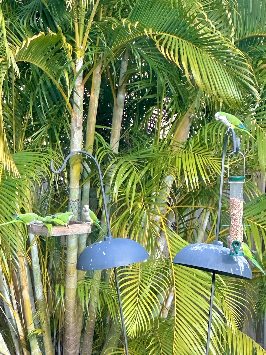 Nandaysittich - ML646654667