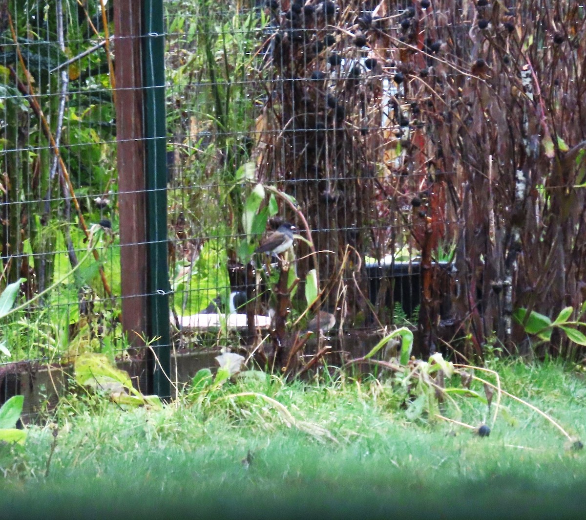 Winterammer [oreganus-Gruppe] - ML646654669