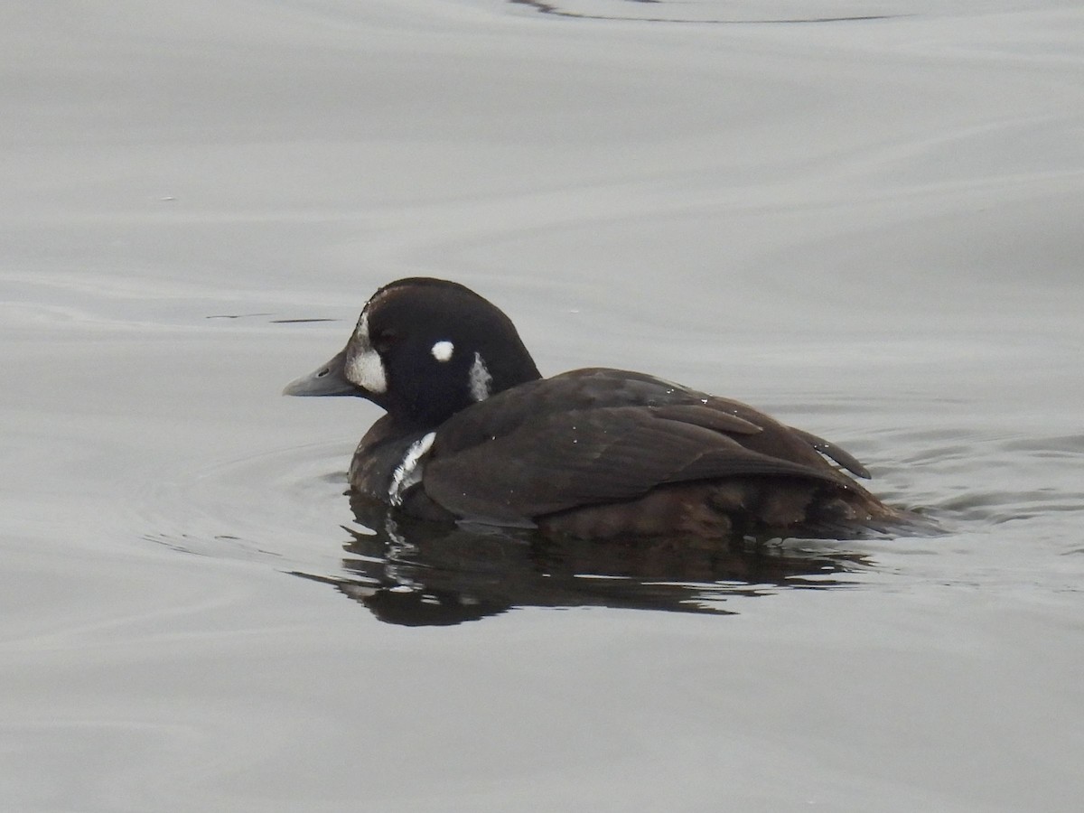 Palyaço Ördeği - ML646654671