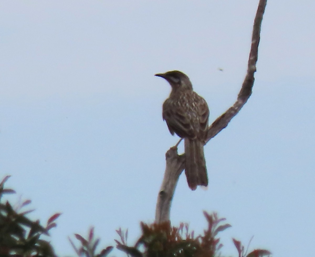 Al Küpeli Balkuşu - ML646654676