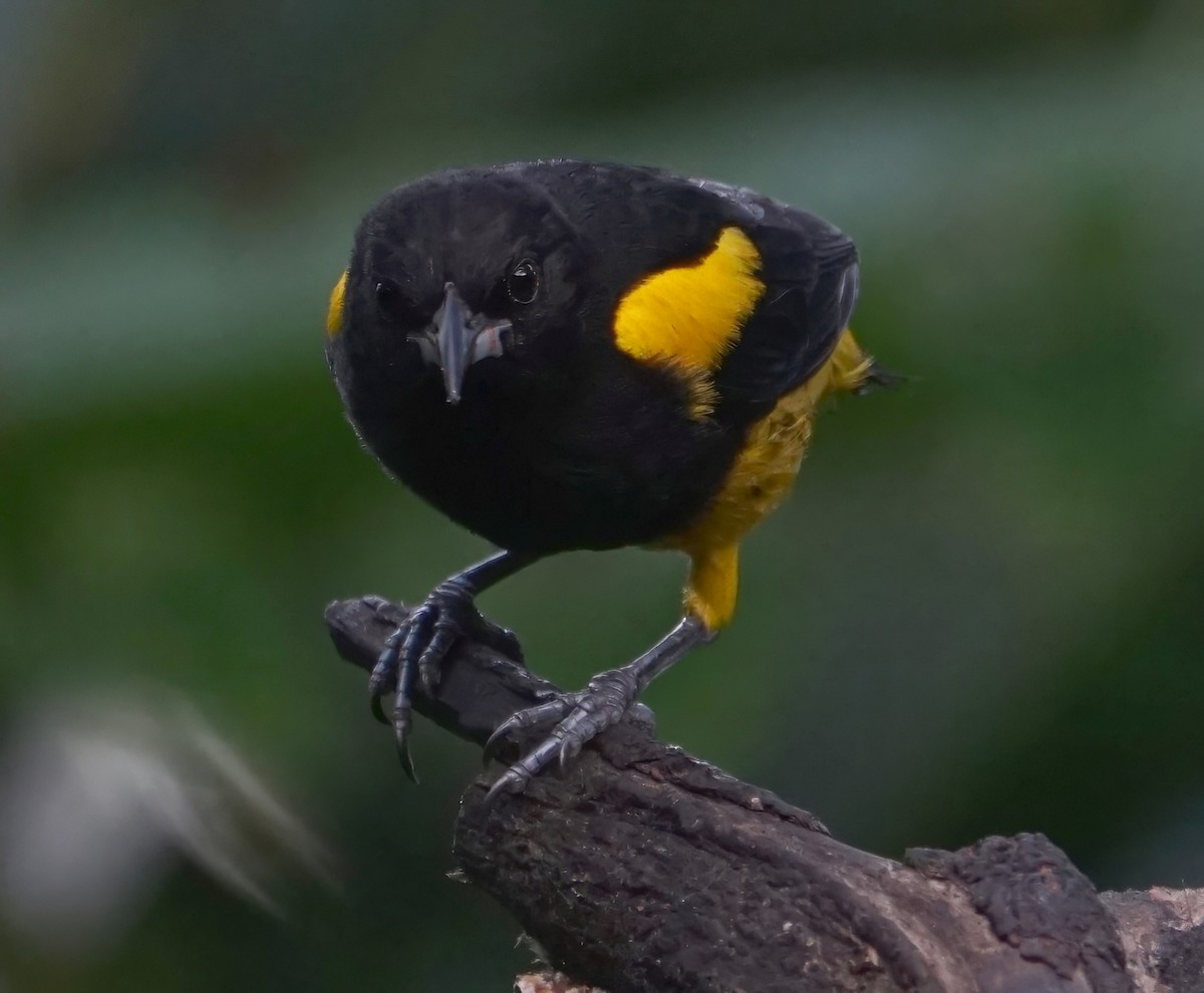 Black-cowled Oriole - ML646654677
