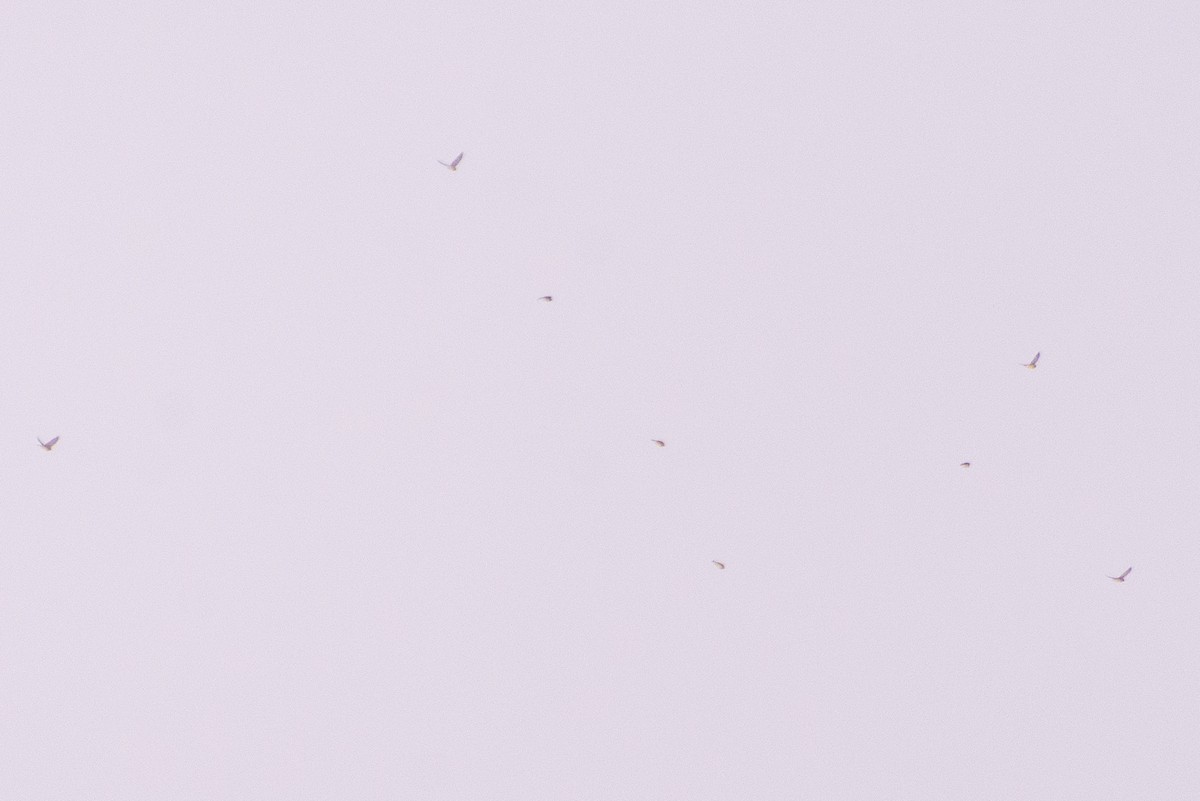 スズメ目 - ML646654680