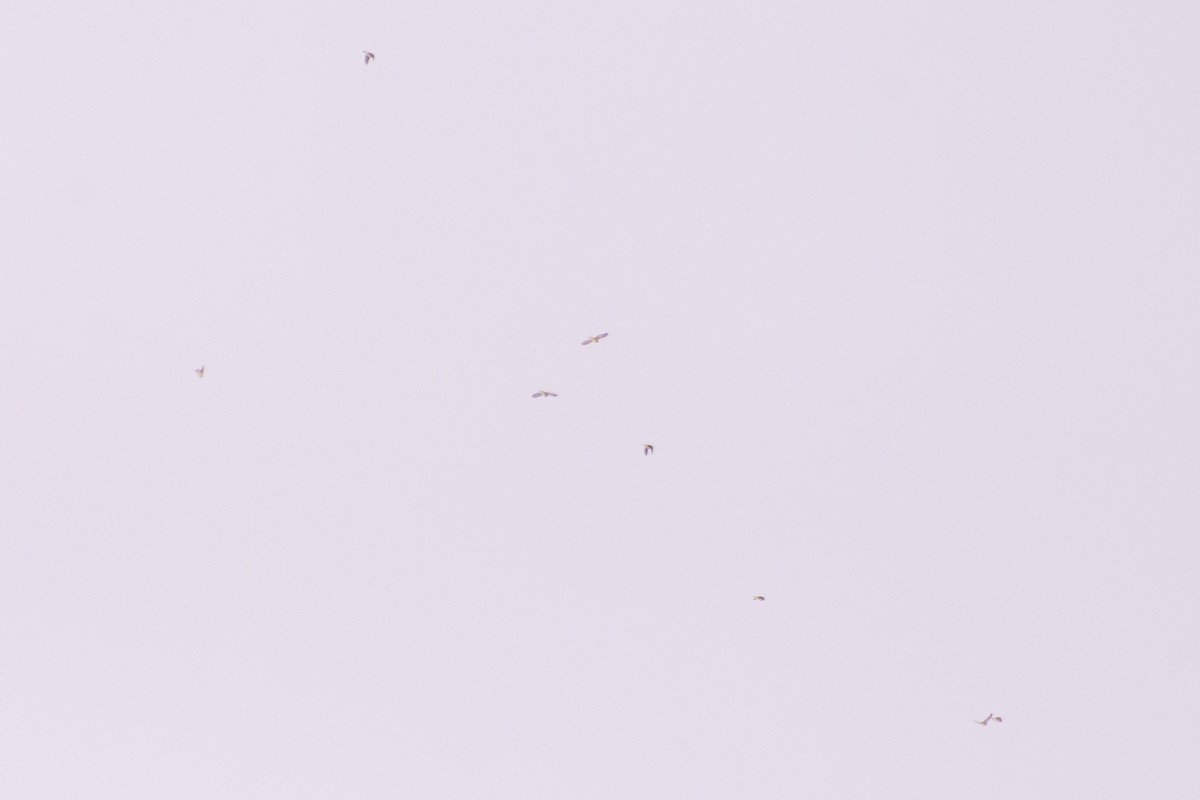 スズメ目 - ML646654681