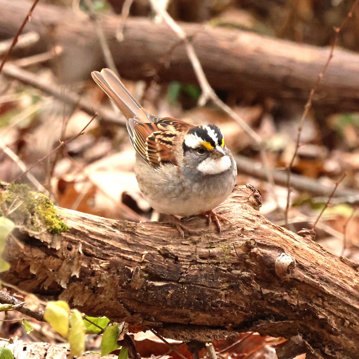 hvitstrupespurv - ML646654682