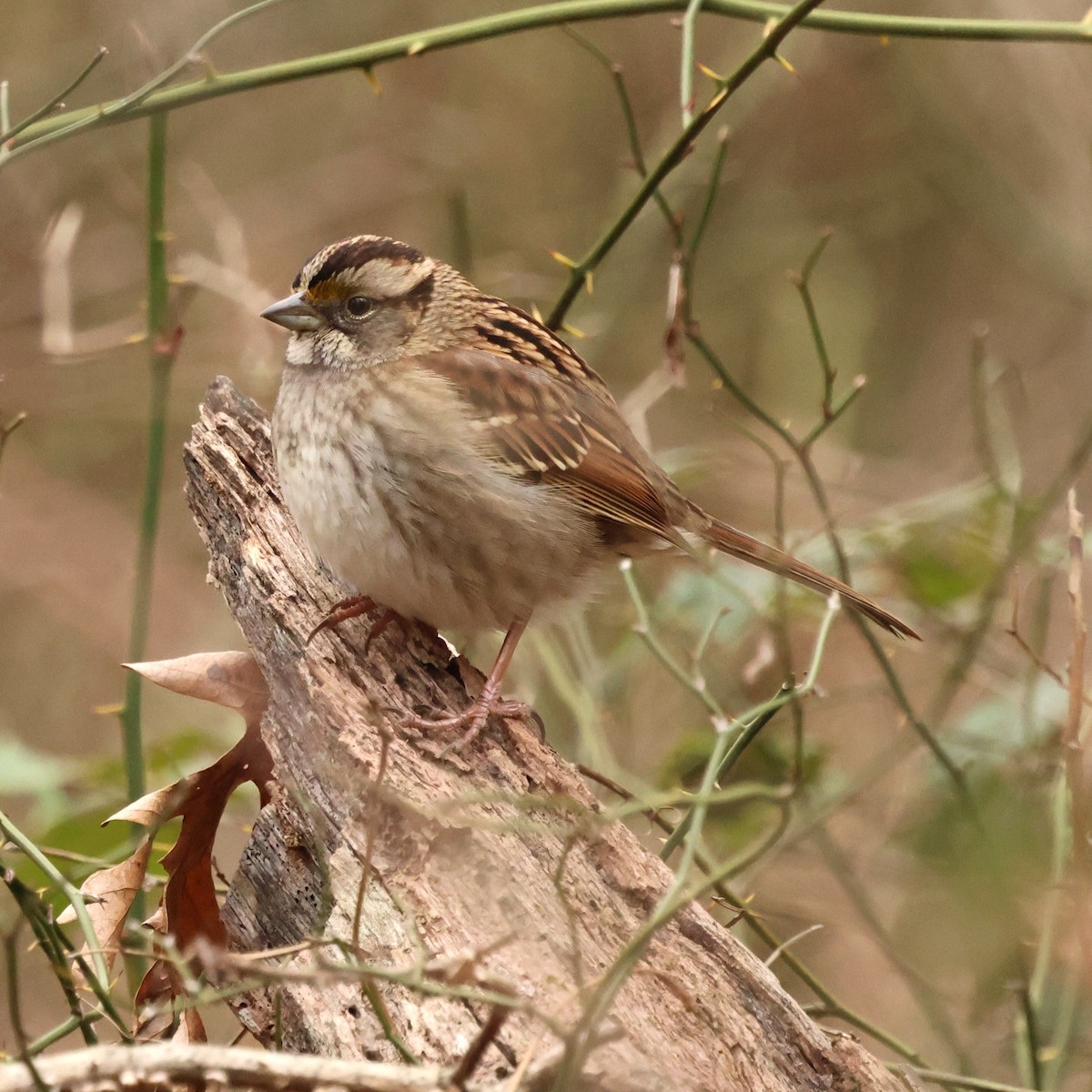 hvitstrupespurv - ML646654683