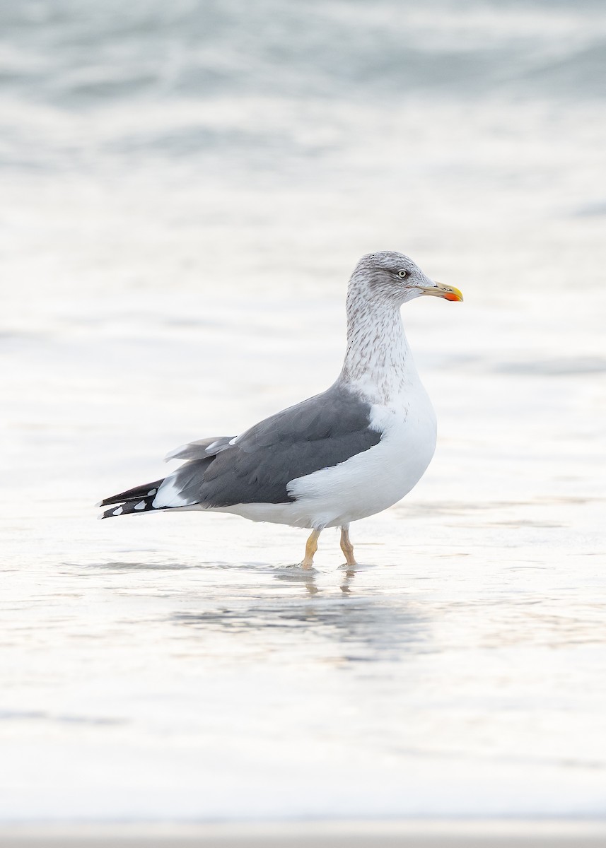 小黑背鷗 - ML646654684