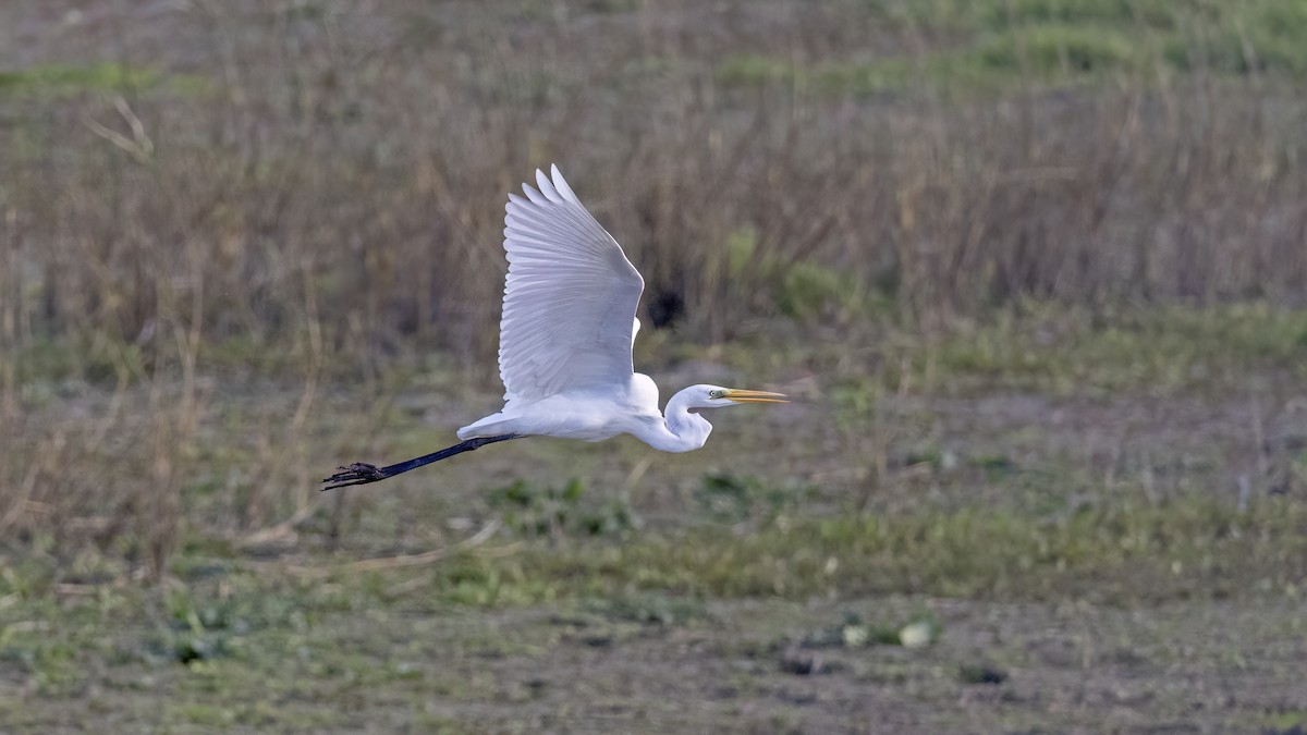 Great Egret - ML646654685