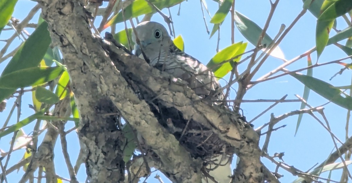 オーストラリアチョウショウバト - ML646654687