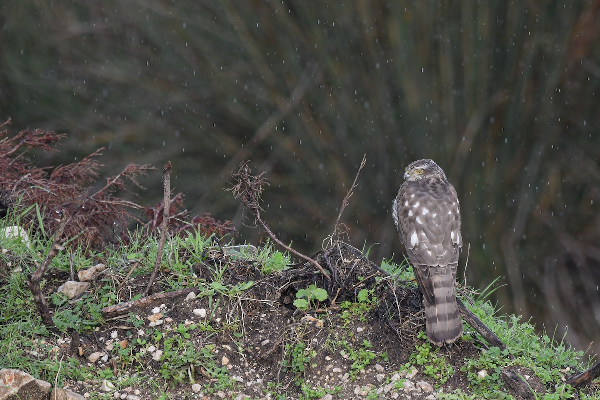 Atmaca - ML646654689