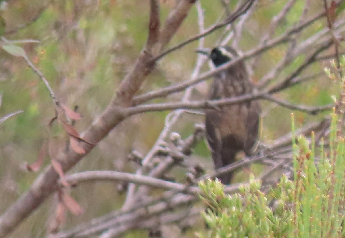 Yeni Hollanda Balkuşu - ML646654690