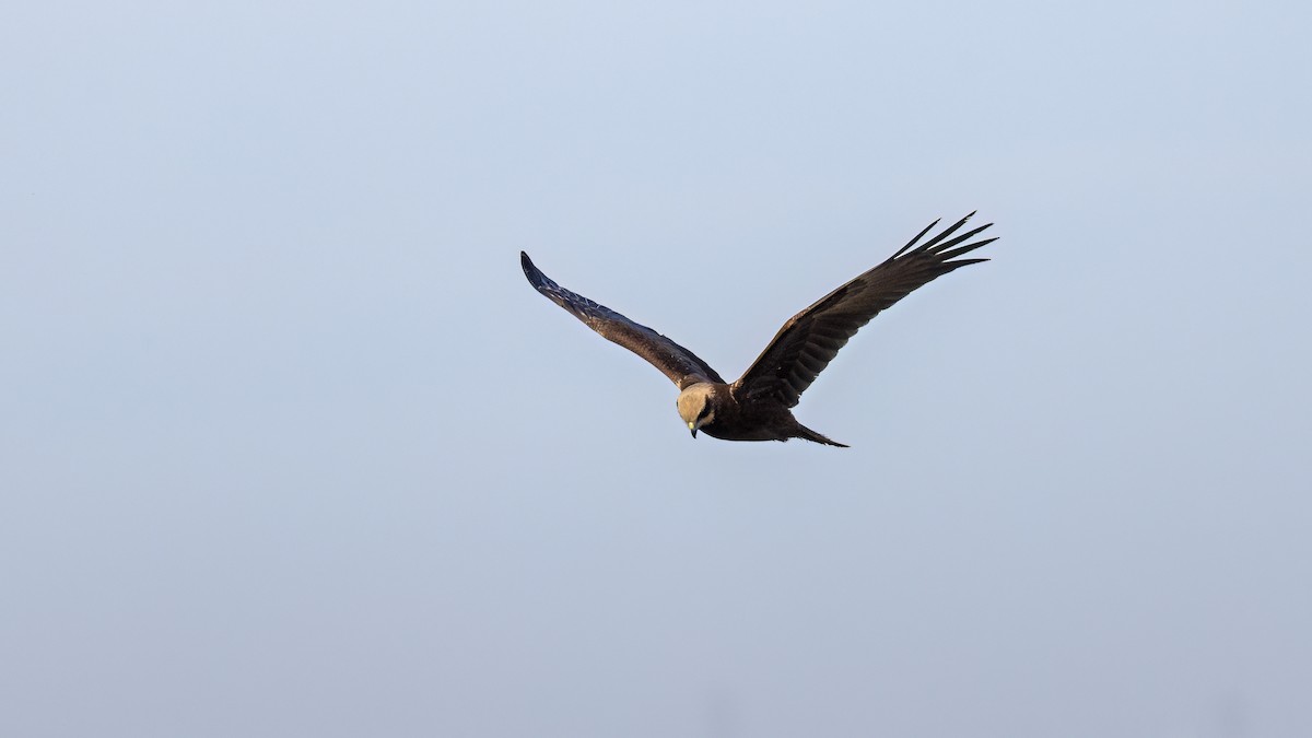 Western Marsh Harrier - ML646654691