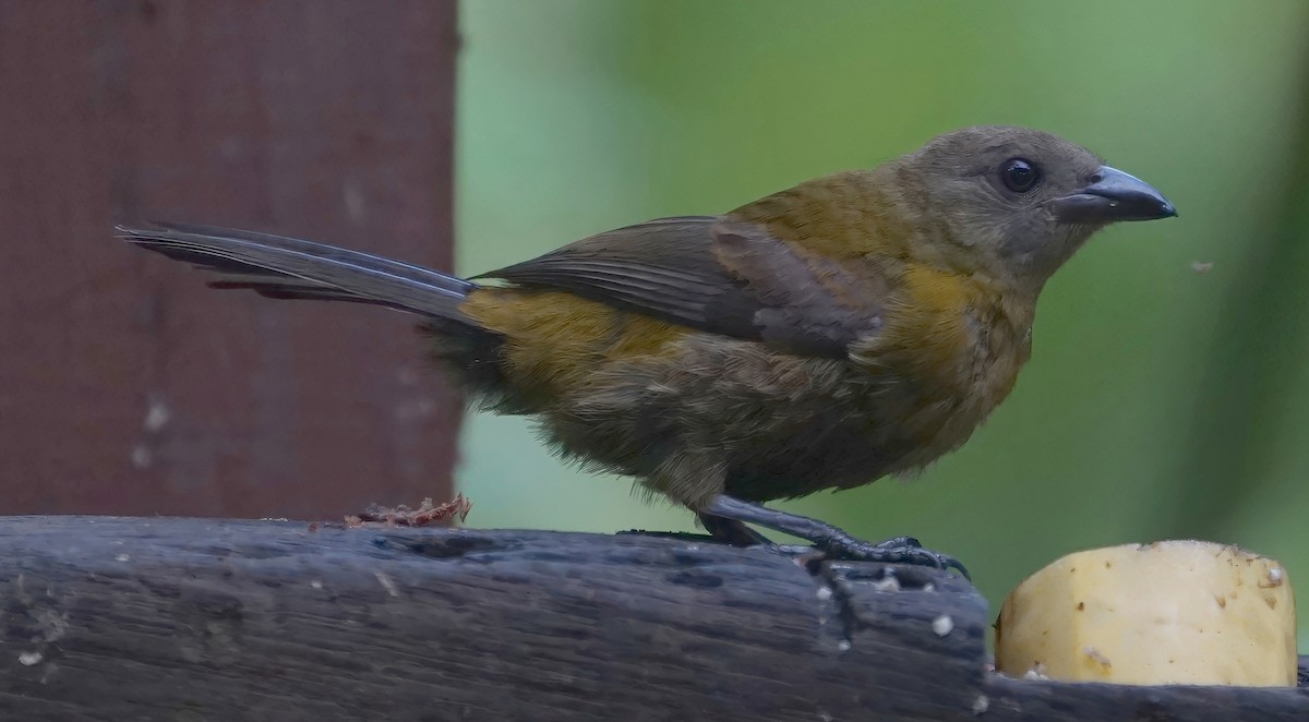 Red-throated Ant-Tanager - ML646654694