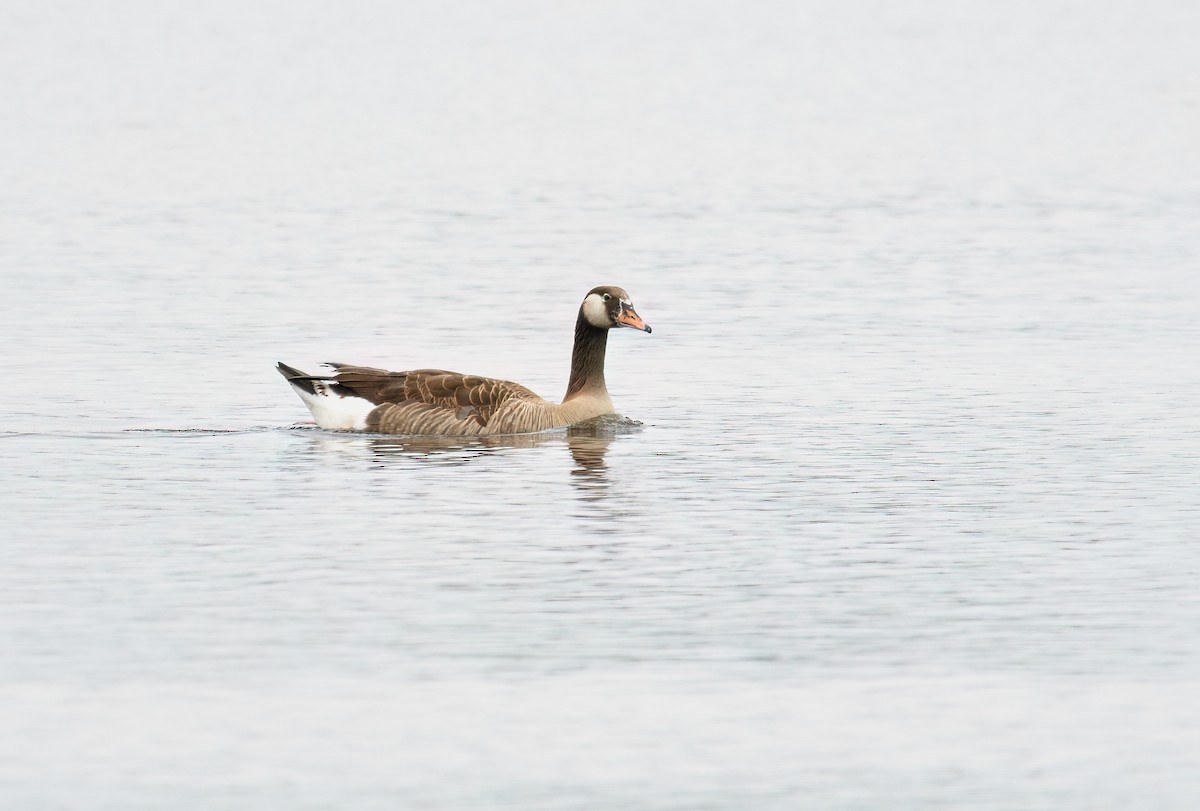 Graylag x Canada Goose (hybrid) - ML646654695