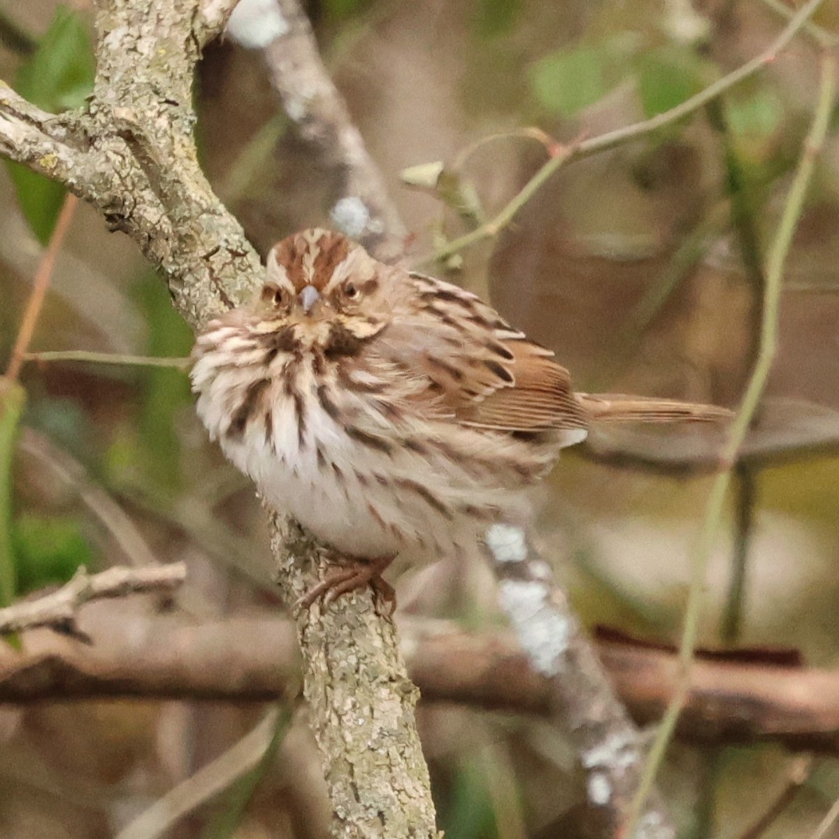 sangspurv - ML646654697