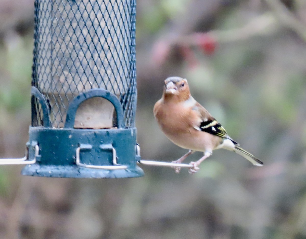 İspinoz - ML646654703