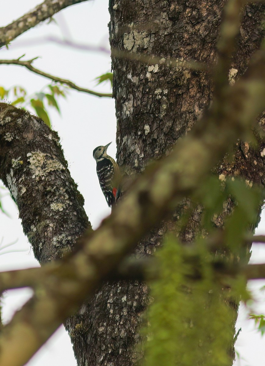 Stripe-breasted Woodpecker - ML646654704