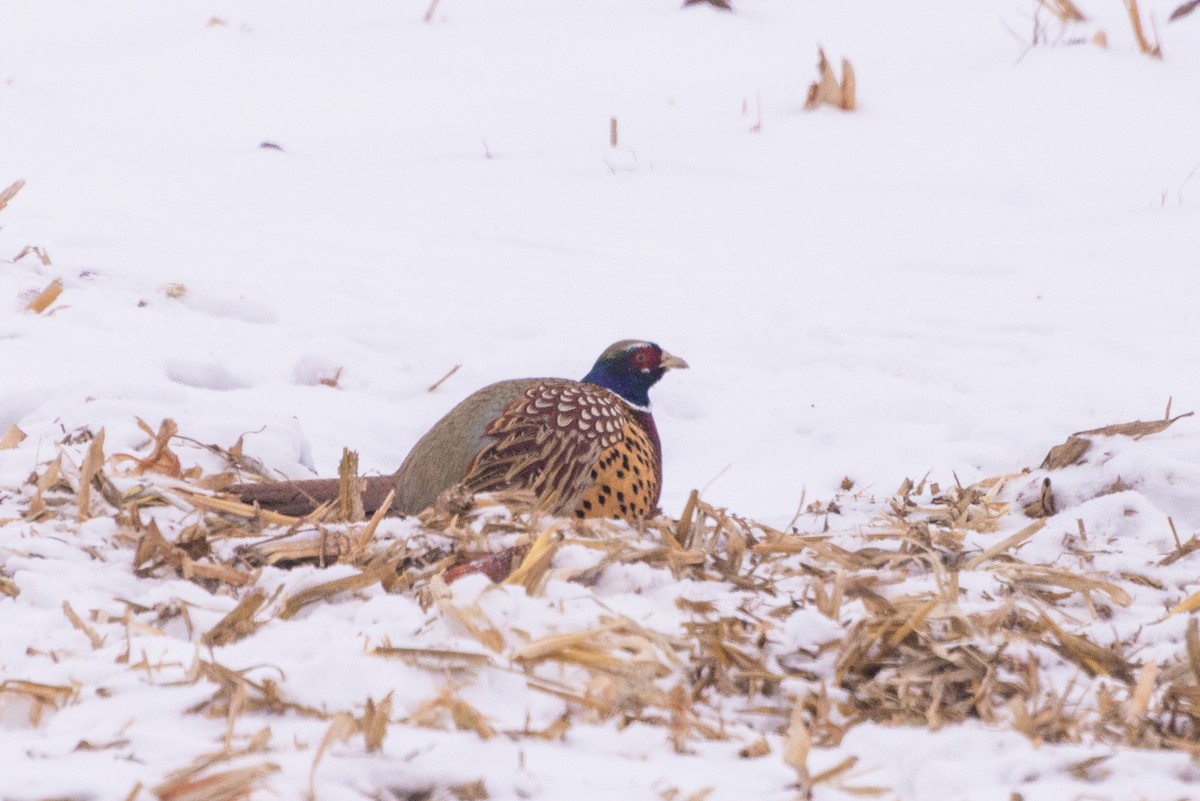 コウライキジ - ML646654707