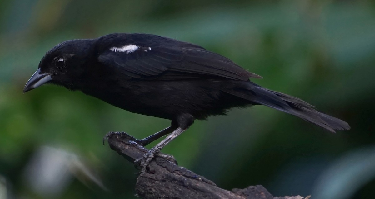 Tangara Negra - ML646654708