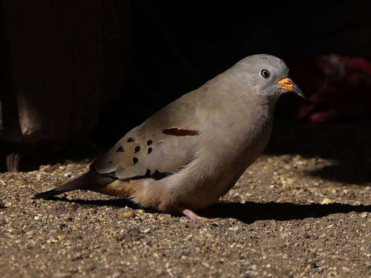 Перуанская земляная горлица - ML646654709