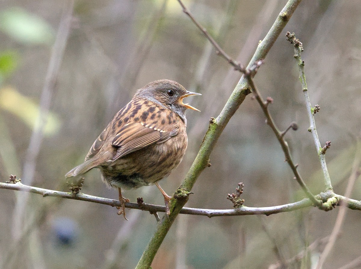 סתרי מצוי - ML646654711
