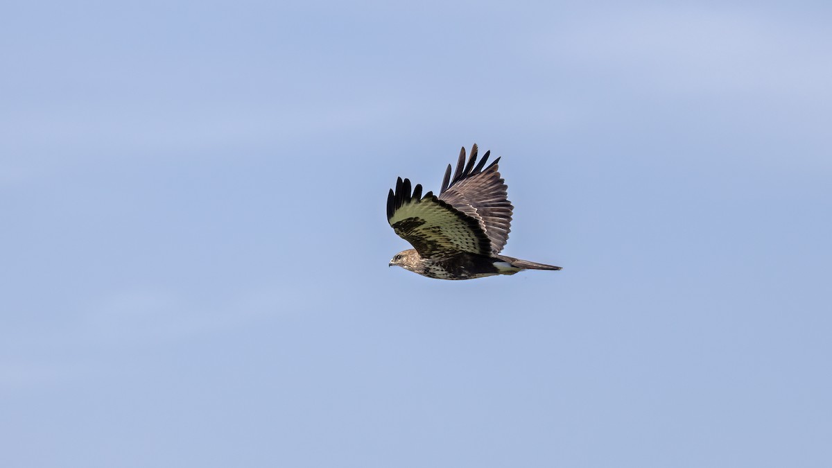 Common Buzzard - ML646654714