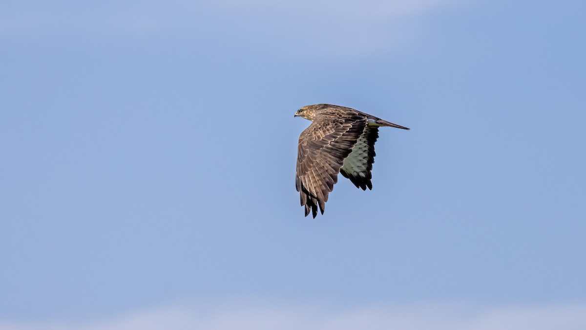 Common Buzzard - ML646654715